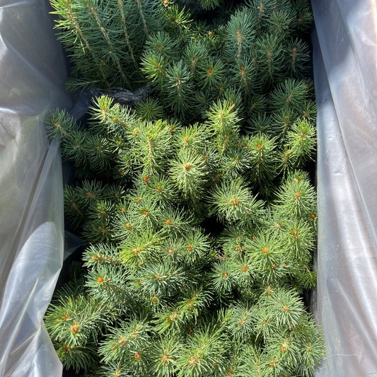 Colorado Spruce seedlings available at Flying Creek Trees in Regina