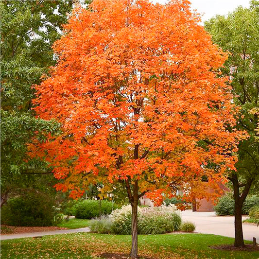 Inferno Sugar Maple