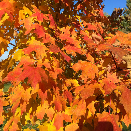 Inferno Sugar Maple