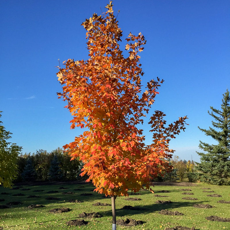 Inferno Maple Tree Inferno Sugar Maple for Sale | Cold-Hardy Trees for Shelterbelts ...