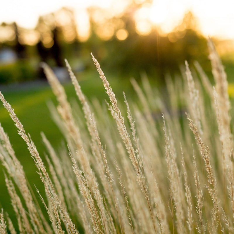 Karl Foerster Feather Reed Grass available at Flying Creek Trees in Regina