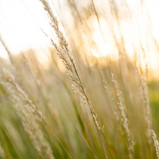 Karl Foerster Feather Reed Grass available at Flying Creek Trees in Regina