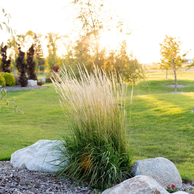 Karl Foerster Feather Reed Grass available at Flying Creek Trees in Regina
