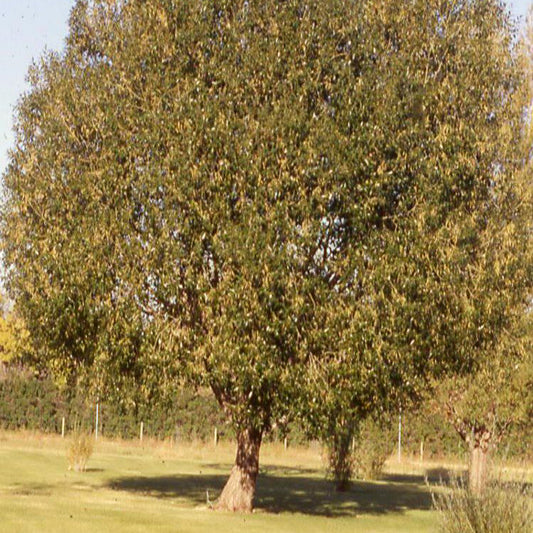 Laurel Leaf Willow Seedlings