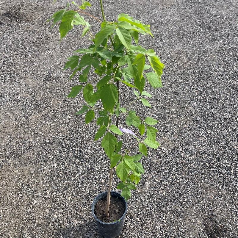 Manitoba Maple tree available at Flying Creek Trees in Regina