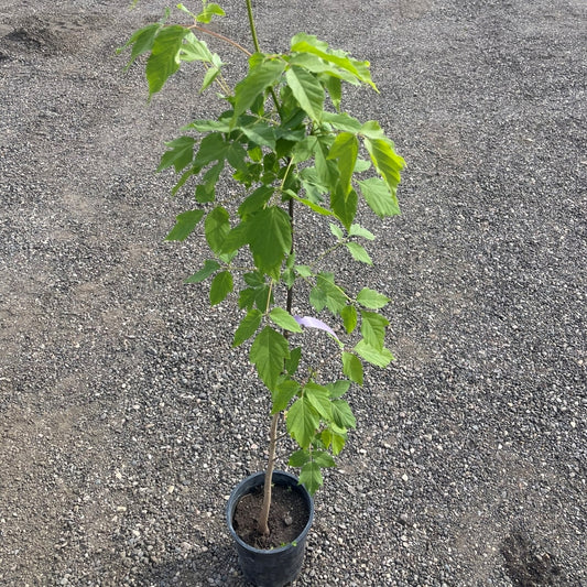 Manitoba Maple tree available at Flying Creek Trees in Regina