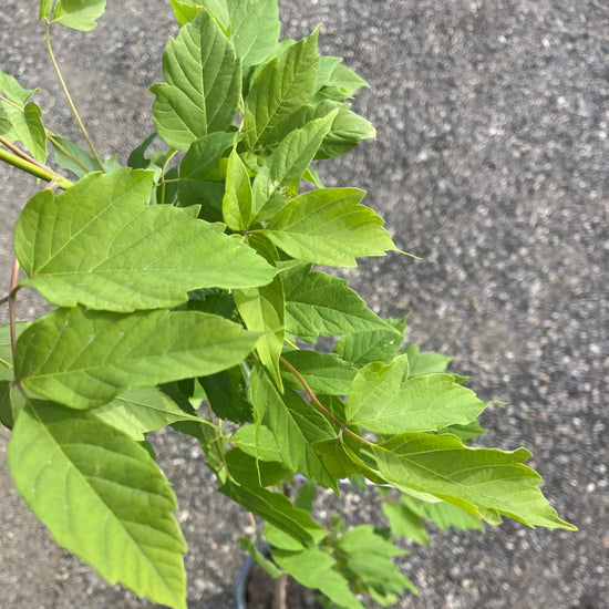 Manitoba Maple tree available at Flying Creek Trees in Regina