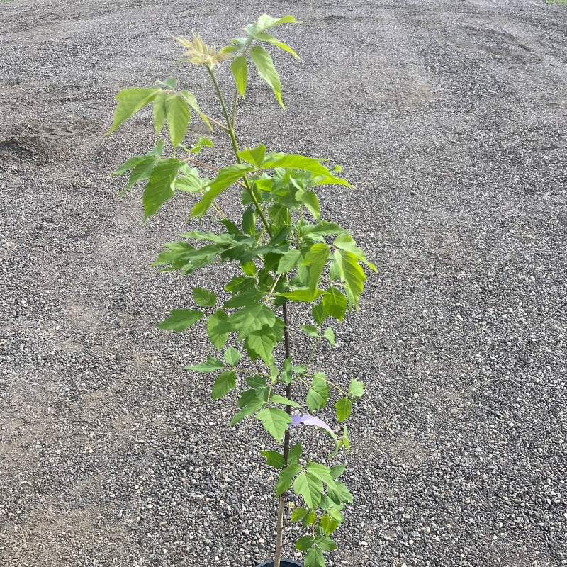 Manitoba Maple tree available at Flying Creek Trees in Regina