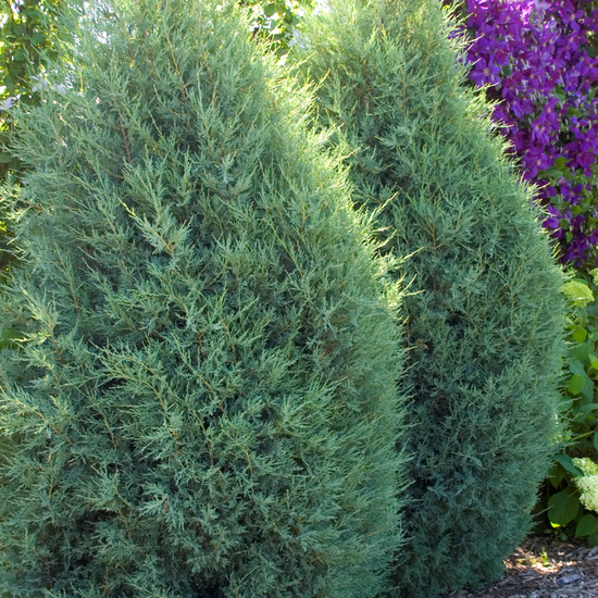 Medora Juniper available at Flying Creek Trees in Regina
