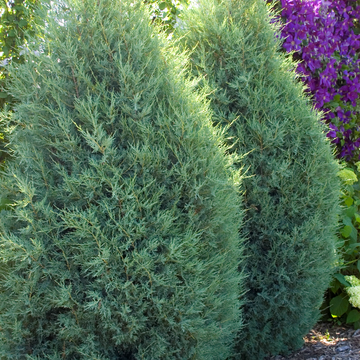 Medora Juniper available at Flying Creek Trees in Regina