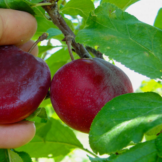Pembina Plum