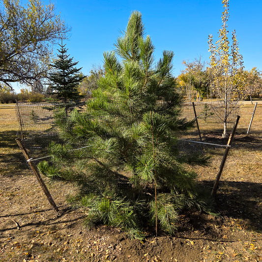 Ponderosa Pine