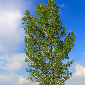 Prairie Sky Poplar Seedlings