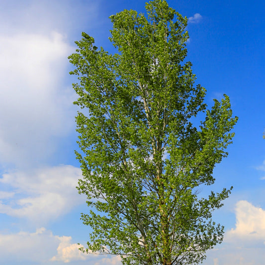 Prairie Sky Poplar Seedlings