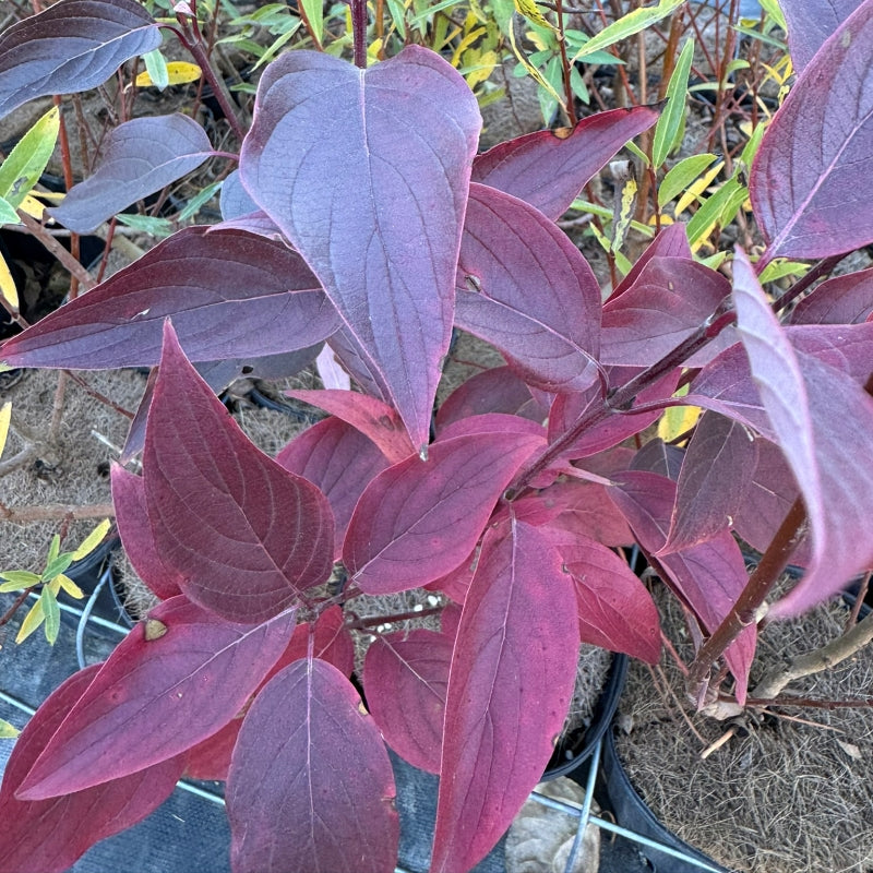 Red Osier Dogwood shrub available at Flying Creek Trees in Regina