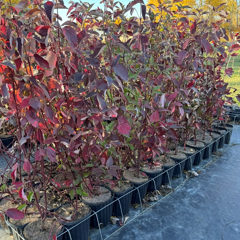 Red Osier Dogwood shrub available at Flying Creek Trees in Regina