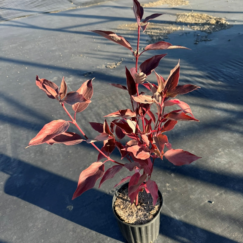 Red Osier Dogwood shrub available at Flying Creek Trees in Regina