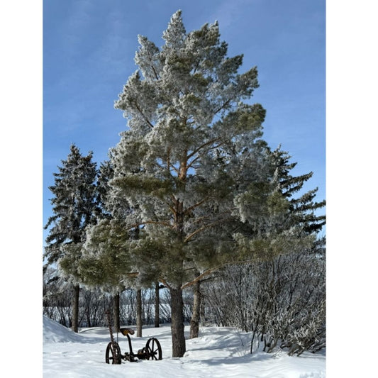 Scots Pine