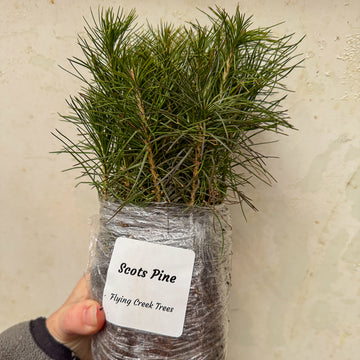 Scots Pine Seedlings