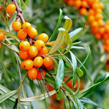 Sea Buckthorn Seedlings