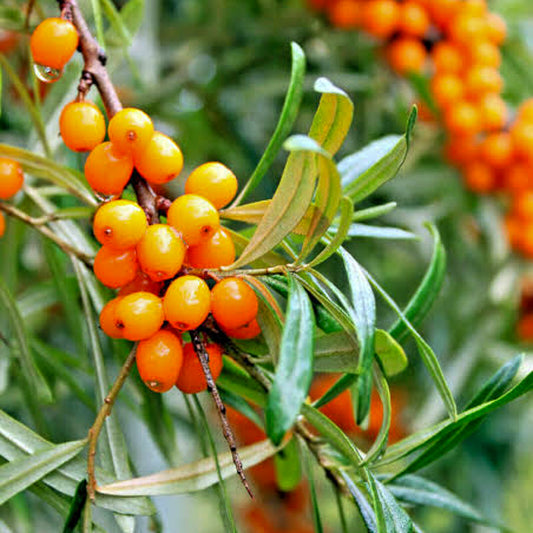 Sea Buckthorn Seedlings