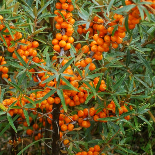 Sea Buckthorn Seedlings