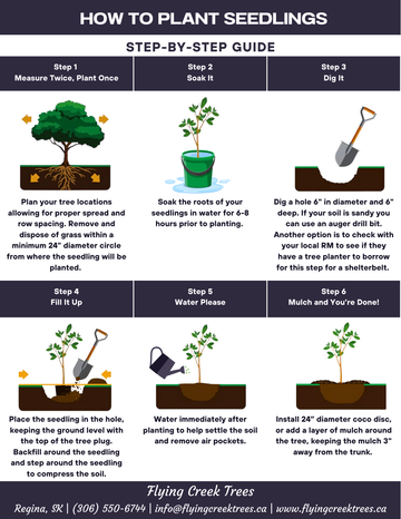 Seedling Planting Guide available for free online at Flying Creek Trees in Regina. 