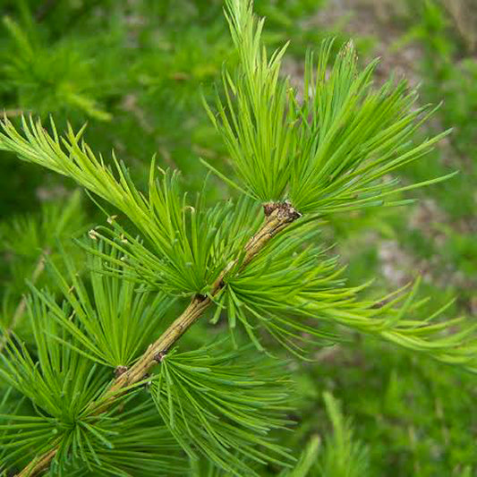 Siberian Larch