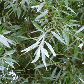 Silky White Willow