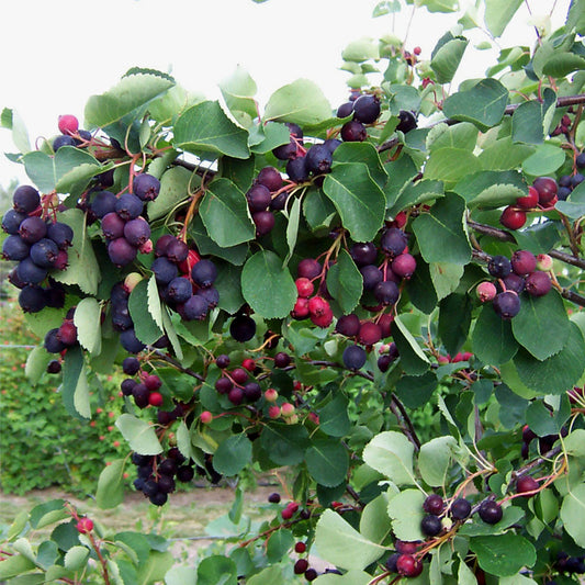Smoky Saskatoon Seedlings