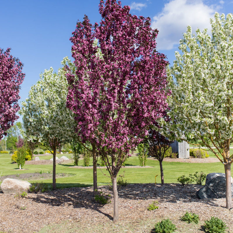Thunderchild Crabapple available at Flying Creek Trees in Regina