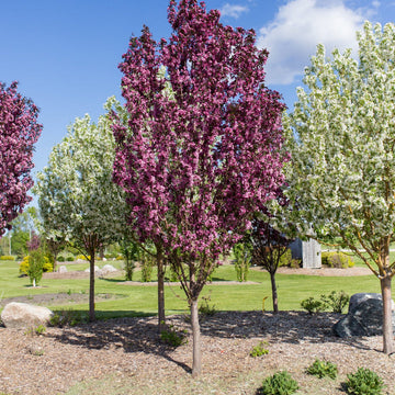 Thunderchild Crabapple available at Flying Creek Trees in Regina