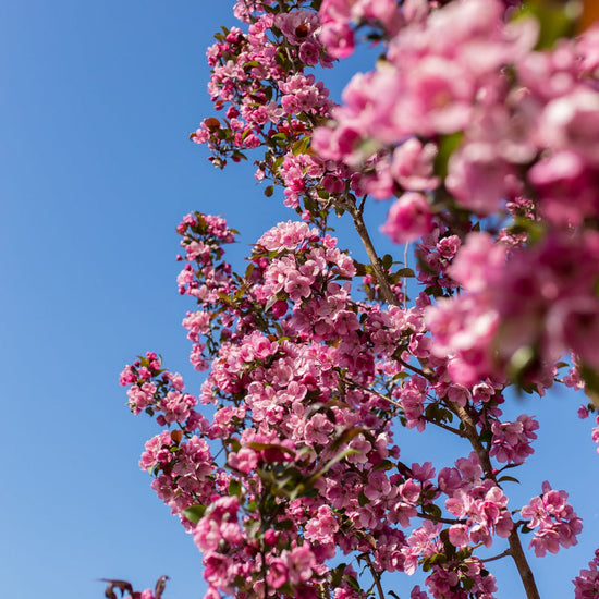Thunderchild Crabapple available at Flying Creek Trees in Regina