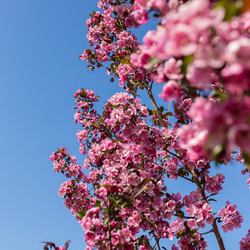 Thunderchild Crabapple available at Flying Creek Trees in Regina
