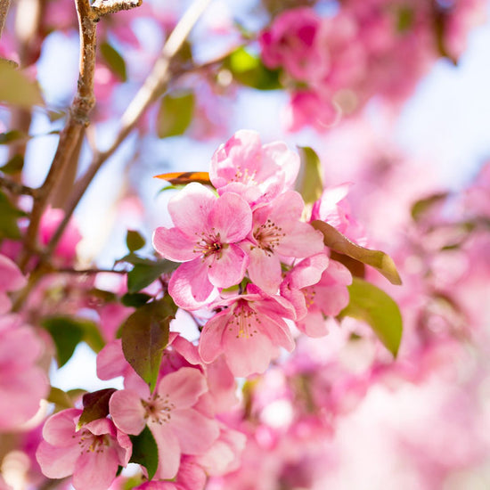 Thunderchild Crabapple available at Flying Creek Trees in Regina