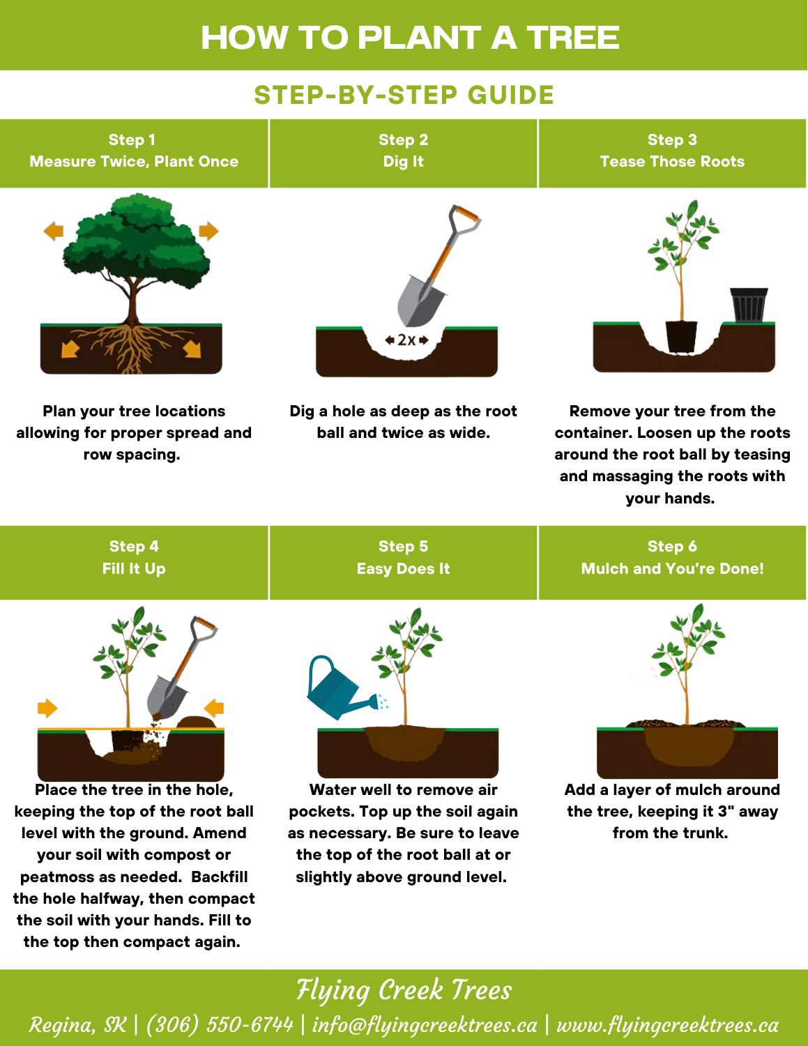 Planting a Tree: A Step-by-Step Guide – Flying Creek Trees