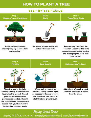Tree Planting Guide available for free online at Flying Creek Trees in Regina. 