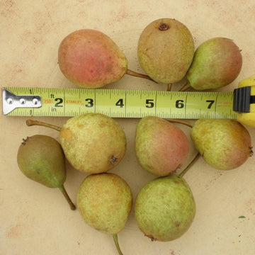 Ure Pear tree available at Flying Creek Trees in Regina