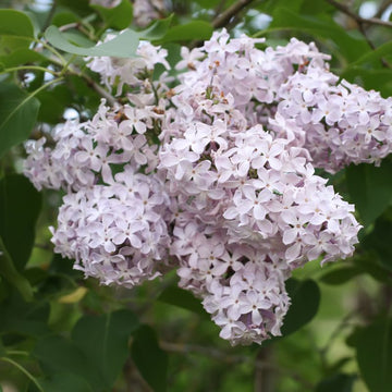 Villosa Lilac Seedlings