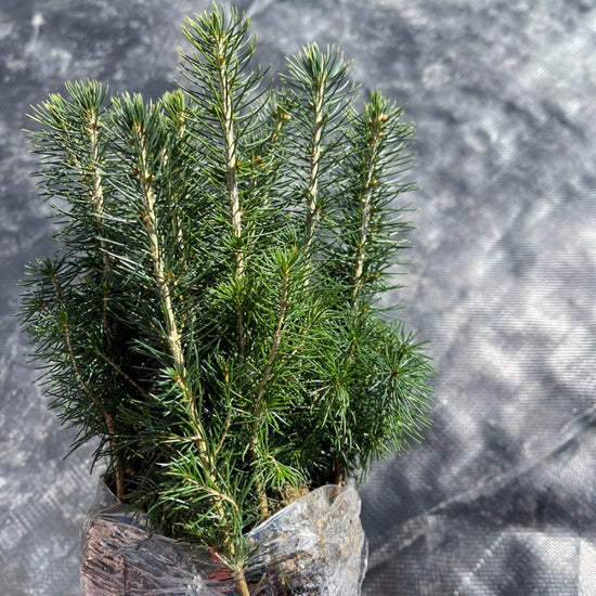 White Spruce Tree Seedlings available at Flying Creek Trees in Regina
