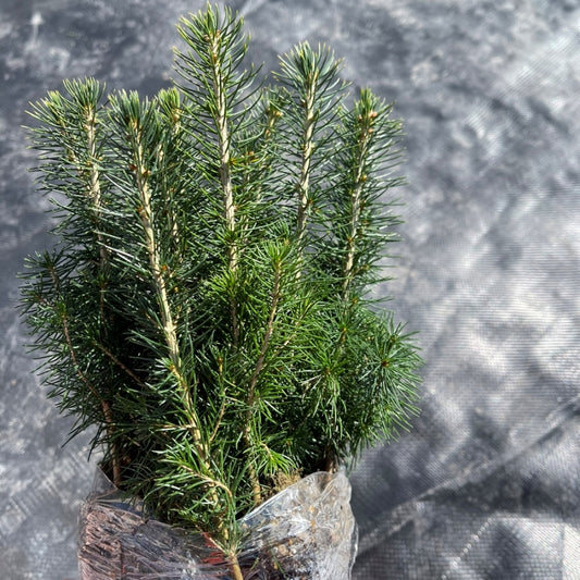 White Spruce Tree Seedlings available at Flying Creek Trees in Regina