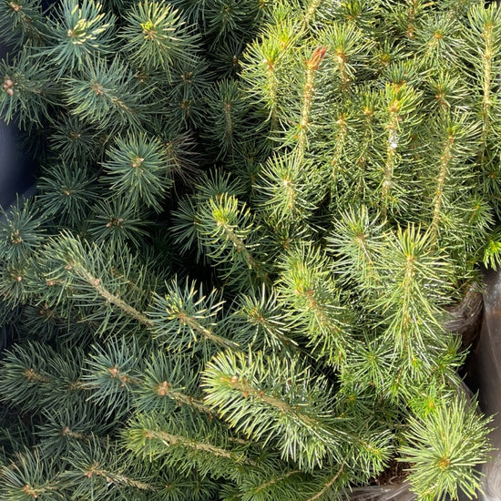 White Spruce Tree Seedlings available at Flying Creek Trees in Regina