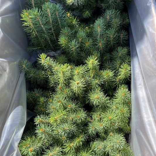 White Spruce Tree Seedlings available at Flying Creek Trees in Regina