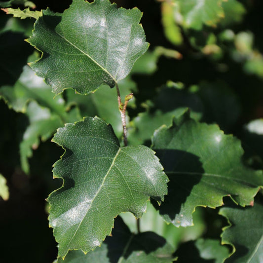 Parkland Pillar Birch tree available at Flying Creek Trees in Regina