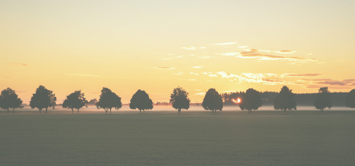 Western Canada Shelterbelt Trees and Seedlings Available for public purchase