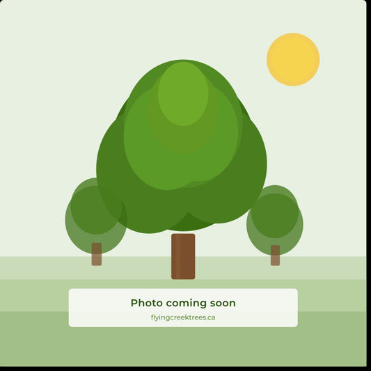 Tree photo coming soon – Flying Creek Trees