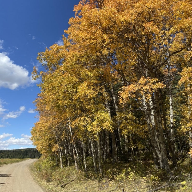 Trembling Aspen trees available at Flying Creek Trees in Regina