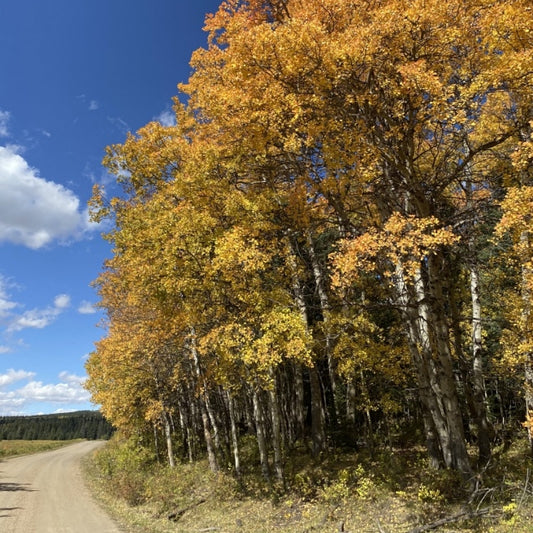 Trembling Aspen trees available at Flying Creek Trees in Regina