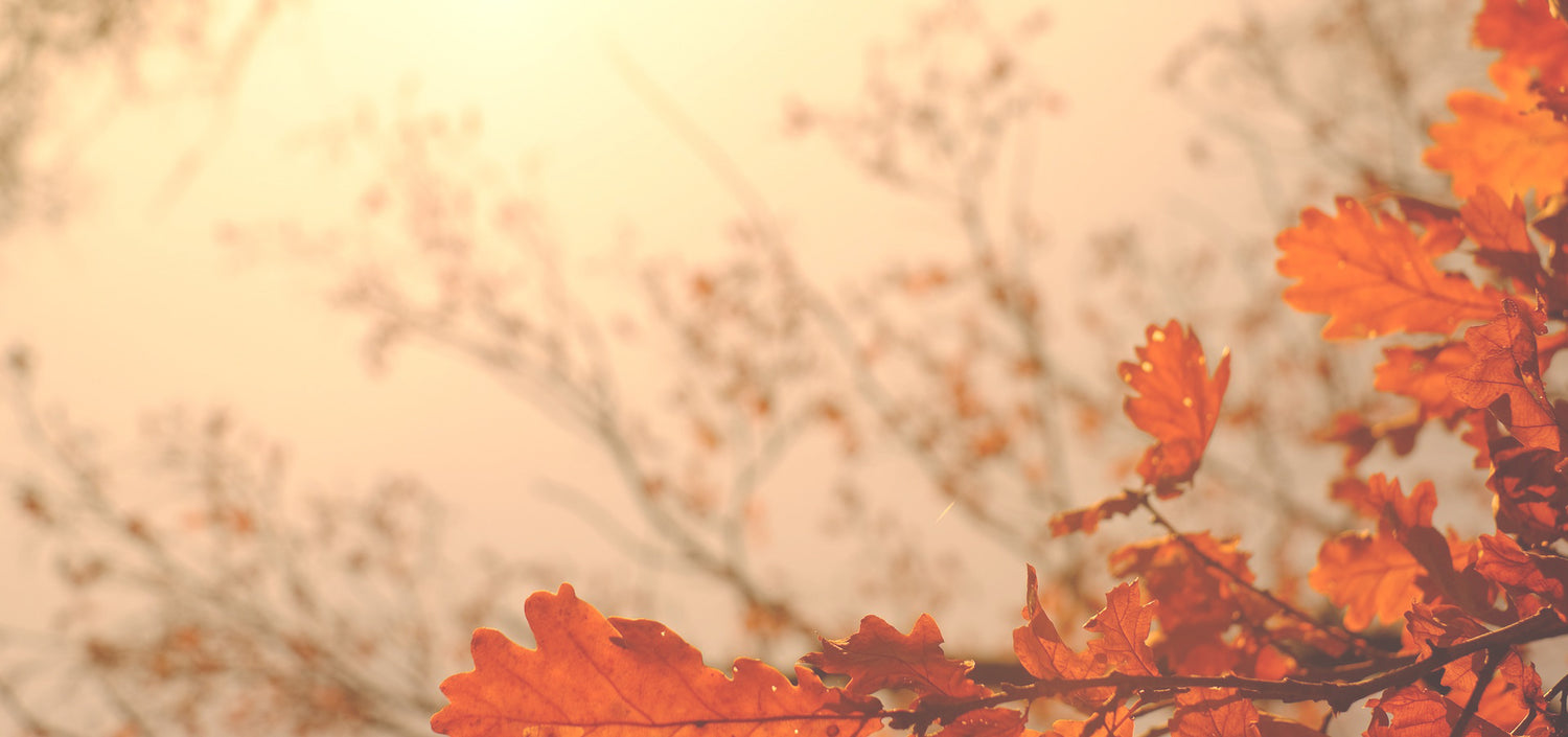Western Canada Shelterbelt Trees and Seedlings Available for public purchase