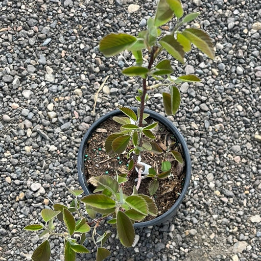 Saskatoon Northline Shrub available at Flying Creek Trees in Regina